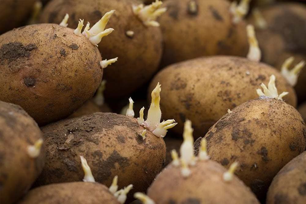 NAKLIJAVANJE KROMPIRA