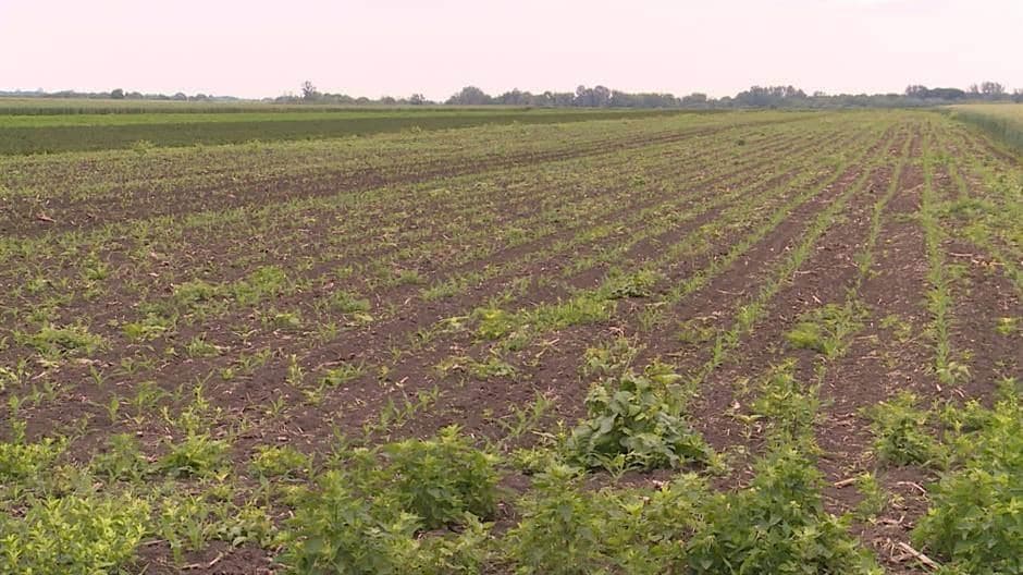 Koje djubrivo donosi najveće prinose?