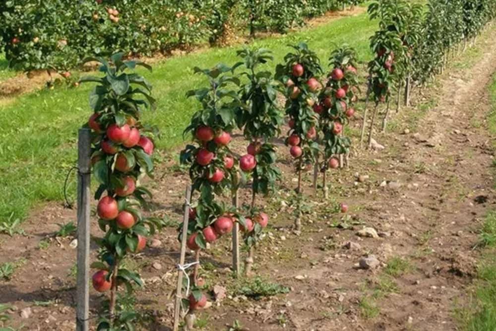 Rezidba stubastih voćaka