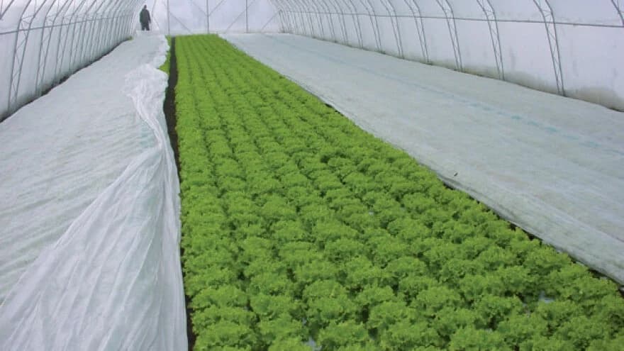 Kako zaštititi biljke od hladnih talasa