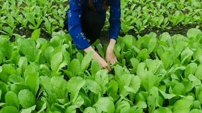 Jedini u BiH - Sarajevski Greens pokrenuo proizvodnju mikropovrća i zaposlili osobe sa invaliditetom