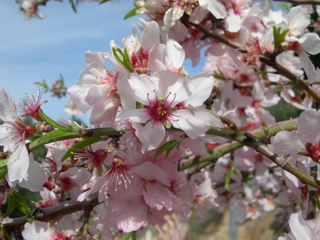 Ovako Miša čuva svoje bademe: Vatra u voćnjaku spašava plodove od mraza