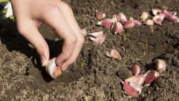 Proljetni bijeli luk - Kada i kako se sadi