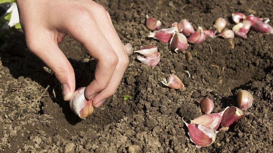 Proljetni bijeli luk - Kada i kako se sadi
