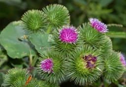 ČIČAK: Za neke je ova biljka nepoželjan KOROV, a drugima hrana i LIJEK