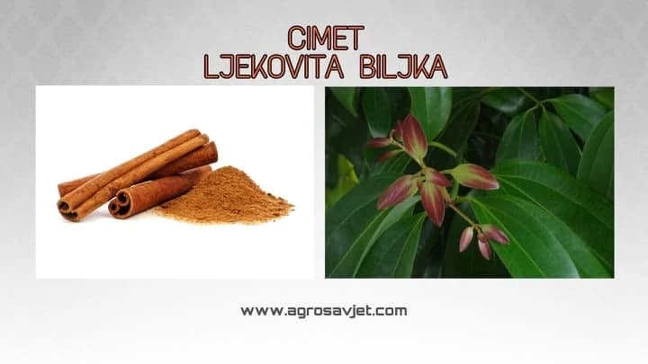 Ovako se gaji i razmnožava cimet!