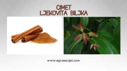 Ovako se gaji i razmnožava cimet!