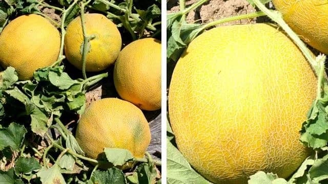 HIT! Uzgoj dinje u plasteniku - budite PRVI na pijaci i računajte na ZARADU!