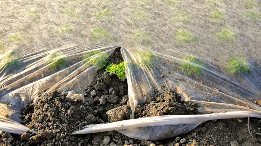 Kako boja folije za malčiranje utiče na gajene biljke