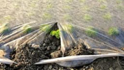 Povrtarske biljke se mogu čuvati na parceli tokom zime!