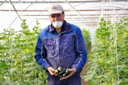 Proizvođači povrća u Crnjelovu rade punom parom: Počela berba krastavca s maskom na licu