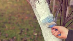 Krečenje drveća u jesen: Kako zaštititi voćke i pravi recept za kreč masu