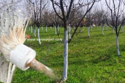 Svrha krečenja stabla voćaka