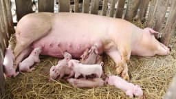 Šta treba raditi kada je otežano prašenje