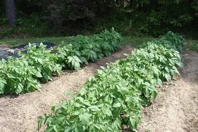 Zaštita krompira od korova, bolesti i štetočina u organskoj proizvodnji