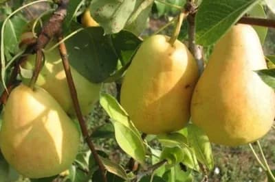 Ljekoviti čaj od grančica kruške