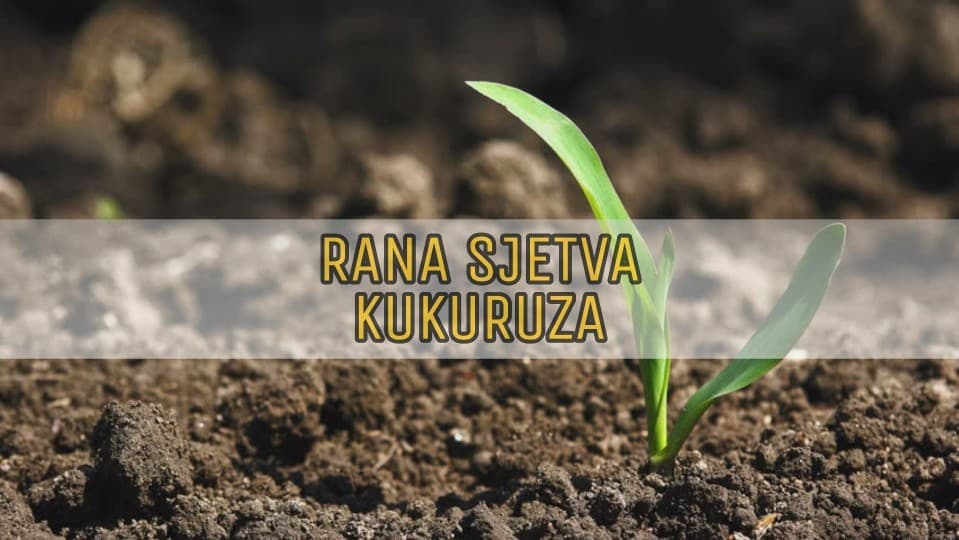 Rana sjetva kukuruza – za i protiv