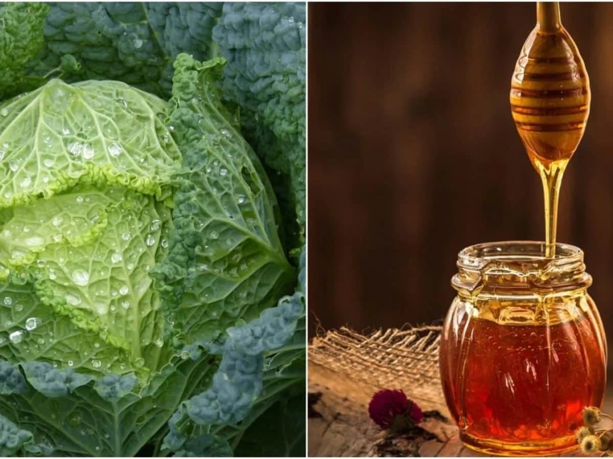 Kako izliječiti uporan kašalj i bronhitis sa listom kupusa i medom za 5 dana!