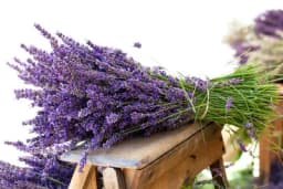 Lavanda: Kako da uzgajate lavandu u saksiji