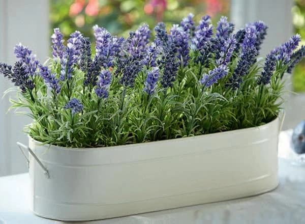 Lavanda