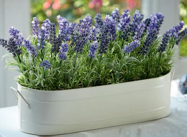 Lavanda
