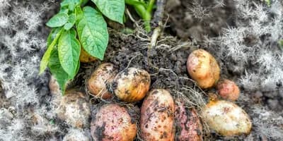 Kako spriječiti izmrzavanje krtola u zemlji?