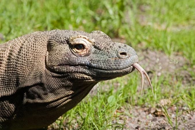 Čudesni prirodni fenomen: Ženka komodo zmaja rodila mladunce bez parenja s mužjakom