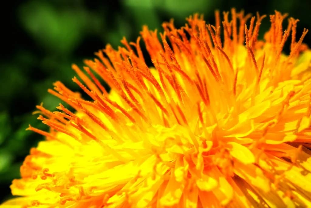 Kako maslačak čisti jetru i pluća: Narodni lijek koji se pravi sada! /RECEPT/