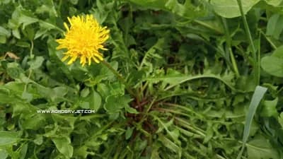 Nalazi se u svakom vrtu, jedan list može vam spasiti život za minut, ali samo neki znaju kako ga koristiti