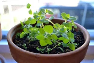 Evo kako da uspješno gajite origano u saksiji