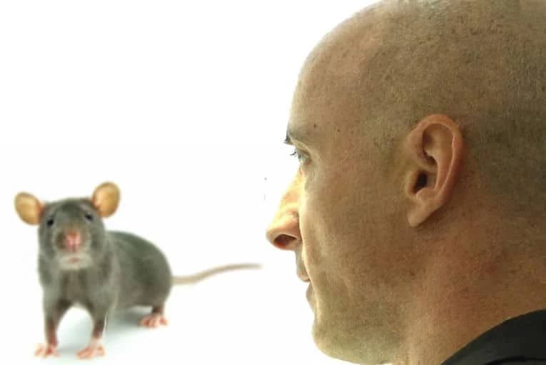 Pacovi sve više liče na ljude: Počeli da jedu đevreke i piju pivo