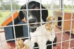 U boksovima uginulo osam rasnih pasa