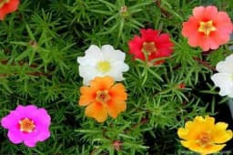 Zasadite ga sad i za mjesec dana ćete imati najraskošniji balkon: Ovo cvijeće uspjeva baš svima!