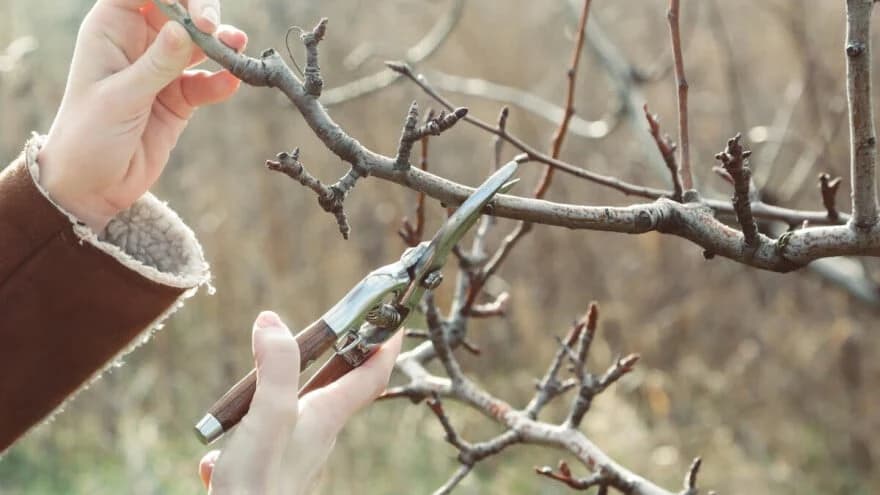 Obnavljanje krošnje voćaka - Kako obaviti ovaj zahvat?