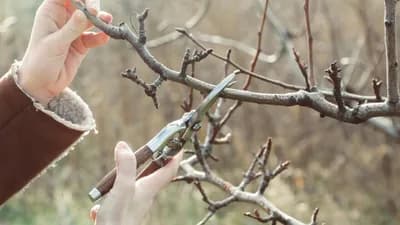 Obnavljanje krošnje voćaka - Kako obaviti ovaj zahvat?