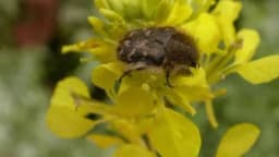 Rutava buba će se pojaviti ranije zbog visokih temperatura - napada sve što cvjeta