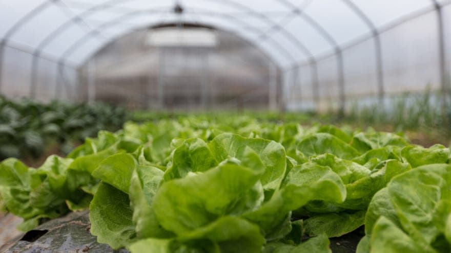 Salata u zaštićenom prostoru: Kako dobiti kvalitetne glavice?