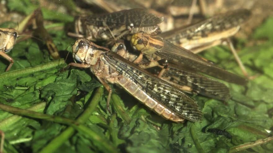 Za najveće gurmane - Tjestenina obogaćena proteinima insekata