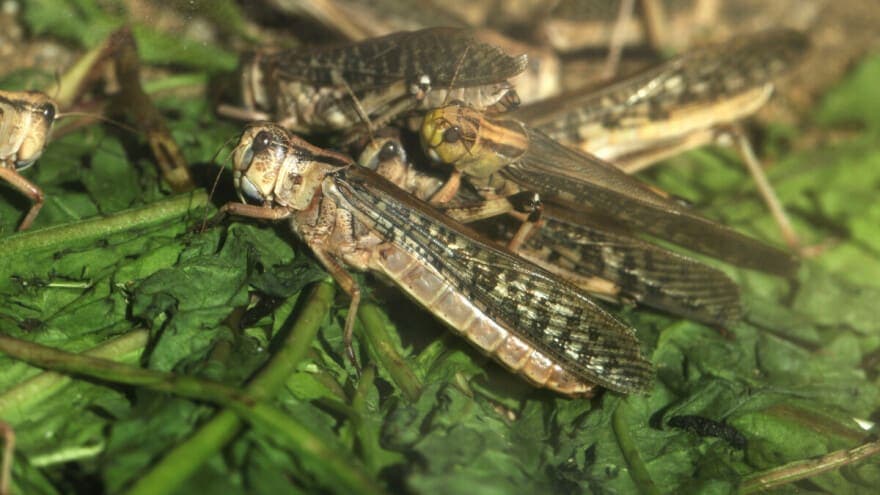 Ove zamke će ih sigurno spriječiti - Evo kako da se riješite SKAKAVACA u bašti