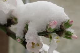 Šta raditi sa voćkama nakon otapanja snijega i mraznih dana?
