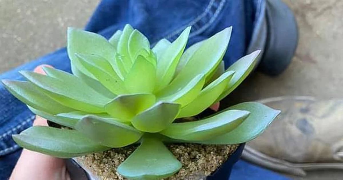 Djevojka dvije godine zalijevala umjetnu biljku, šokirala se kad je otkrila istinu