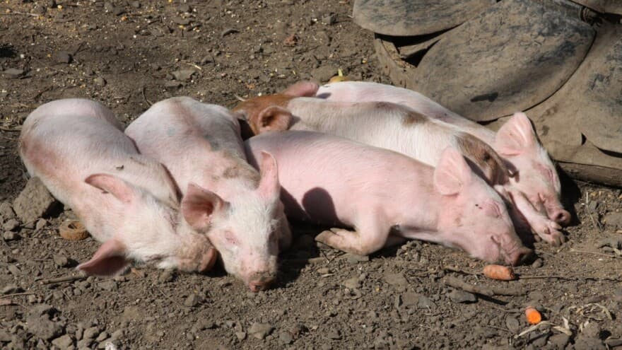 Uzgoj svinja na danski način – Od praseta do mesare