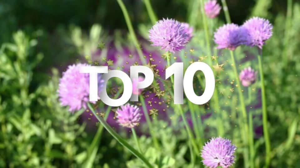 10 biljaka koje se posade jednom, a cvjetaju 10 godina