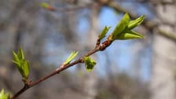 Preventivne mjere u zasadima voća