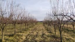 Rastojanje i odstojanje između voćaka