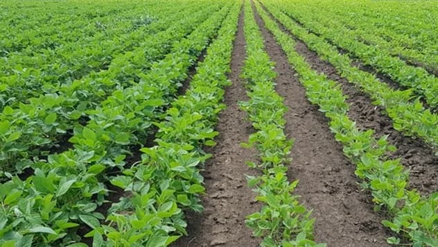 Mikrogranulisano đubrivo - Za jak korijen i brži porast biljke