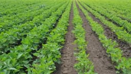 Mikrogranulisano đubrivo - Za jak korijen i brži porast biljke