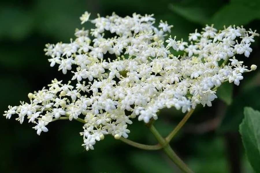 Zova: Čisti organizam i podiže imunitet