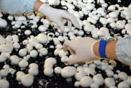 GAJENJE ŠAMPINJONA U STANU