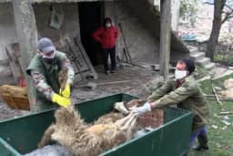 Šakal zaklao osam ovaca i petoro jagnjadi